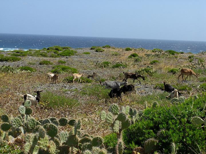 Aruba - January 2008 028.JPG